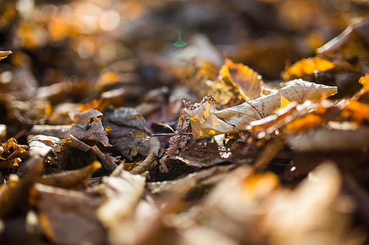 Autumn Falls 10 Autumn Falls 10