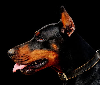 closeup photo of adult black and tan Doberman pinscher thumbnail