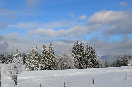 pine trees coated with snow thumbnail