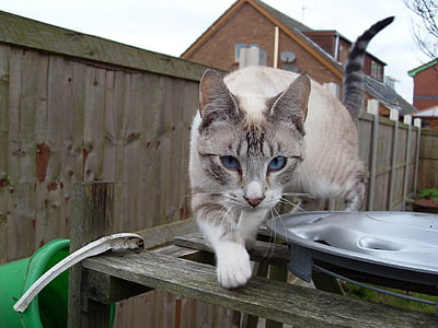 gray cat on wooden surface thumbnail