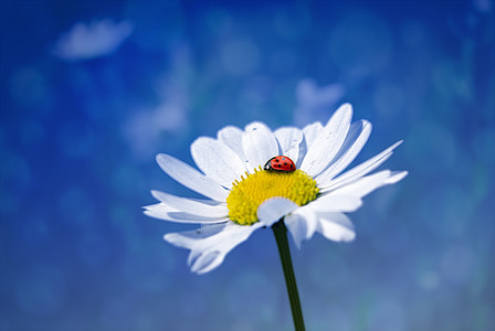 ladybug on white daisy flower druing daytime thumbnail