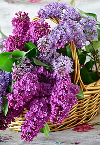 purple petaled flowers in basket thumbnail