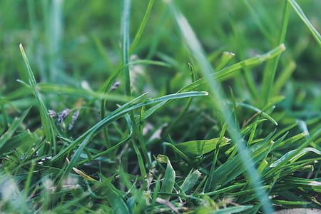 grass, lawn, meadow thumbnail