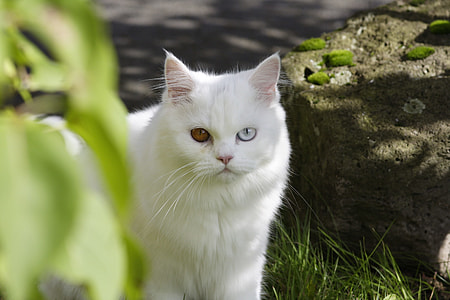 long-fur white cat between plant and rock thumbnail