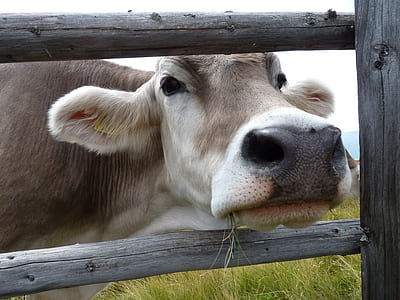brown cow thumbnail