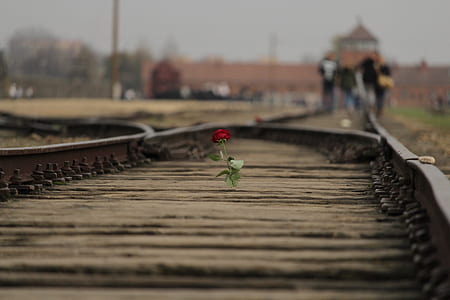 red rose selective-focus photography during daytime thumbnail