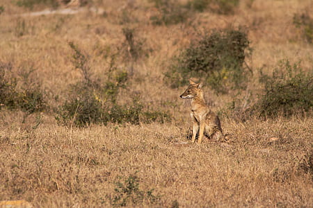 brown fox sitting on brown meadows thumbnail