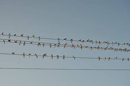 flock of birds thumbnail