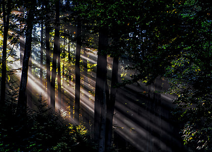silhouette photo of forest thumbnail