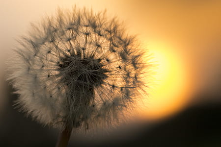 Dandelion Flower thumbnail