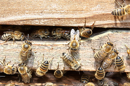 swarm of honey bees thumbnail