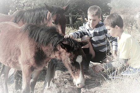 two boys feeding ponies thumbnail