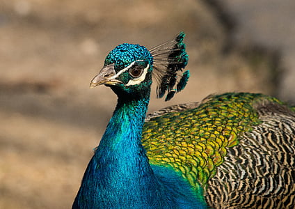 close-up photography of blue and multicolored peacock at daytime thumbnail