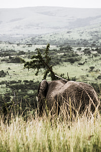 gray animal on grass field thumbnail