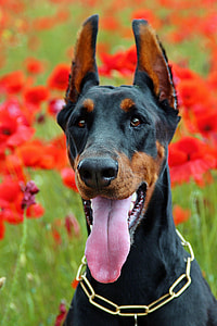 sitting German Shepard photo thumbnail