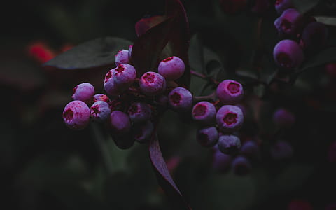 close up photo of blueberries thumbnail