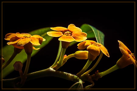 yellow orchid flowers thumbnail