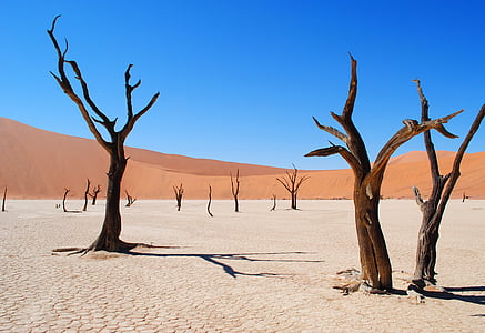 bare trees thumbnail