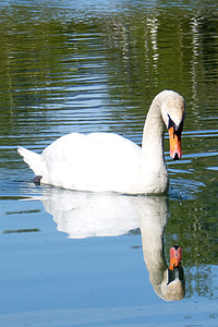 swan on water during daytime thumbnail