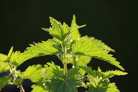 green leafed plant thumbnail