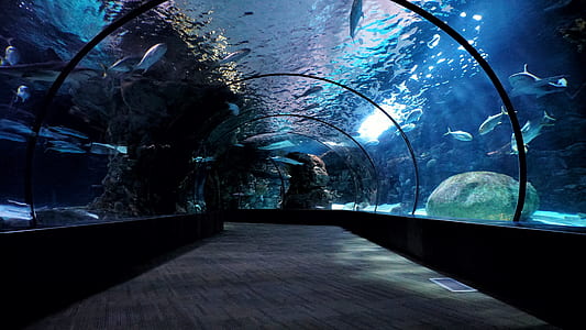 aquarium tunnel thumbnail