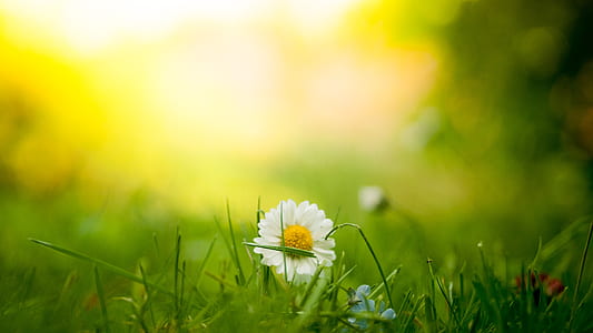 daisy flower on green grass during daytime thumbnail
