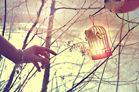 human hand and grey metal pet cage during daytime thumbnail