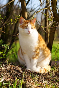 orange tabby cat on ground thumbnail