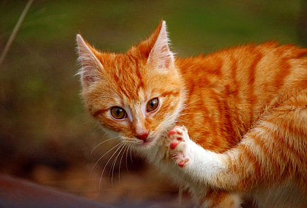 selective focus photography of orange and white tabby cat thumbnail