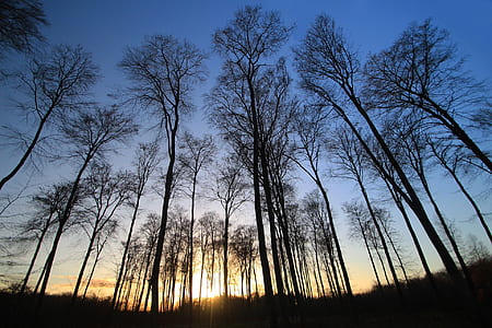 low angle photography of silhouette of leafless trees thumbnail