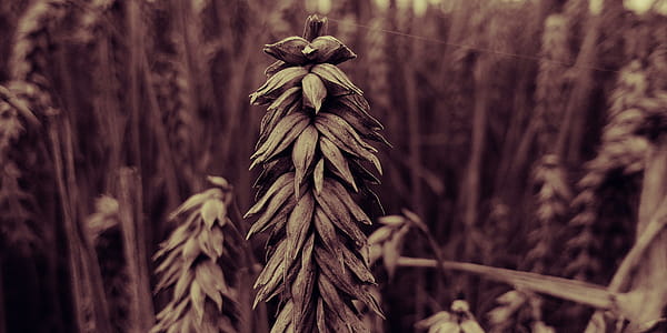 Brown Leafed Plants thumbnail