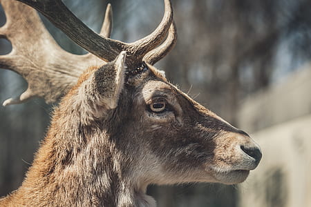 closeup photography of brown reindeer thumbnail