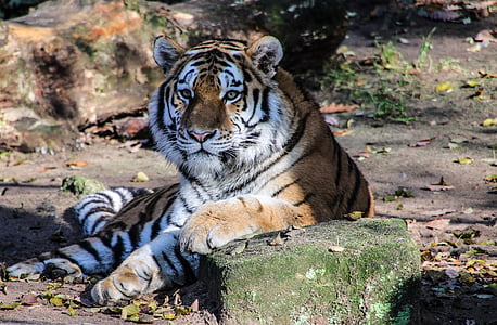 brown and black tiger lying near stone thumbnail