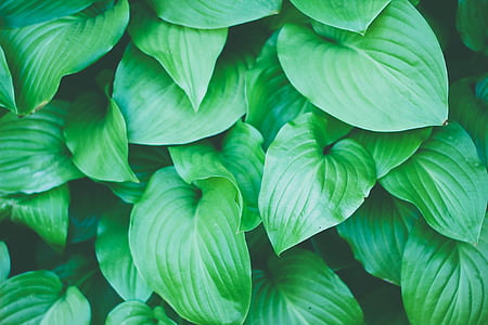 green leafed plant thumbnail