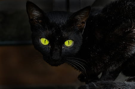 black cat thumbnail