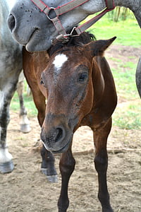 brown and white horse thumbnail