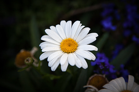 white daisy flower thumbnail