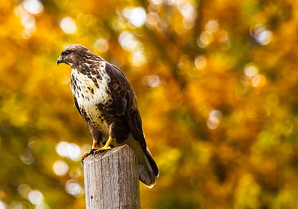 brown bird on brown post thumbnail