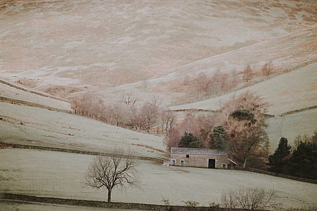house near bared trees thumbnail