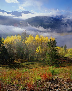 green leafed trees on mountain landscape photography thumbnail