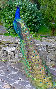 peafowl on gran concrete bench near plant thumbnail