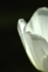 macro photography of white tulip in bloom thumbnail
