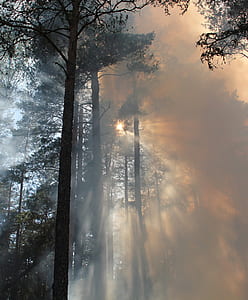 trees surrounded by fogs thumbnail