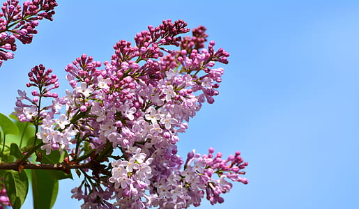 pink and white petaled flowers thumbnail