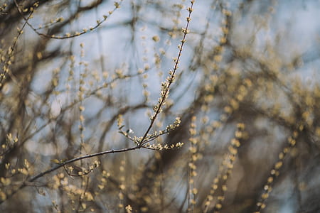 close-up photography of tree branch thumbnail