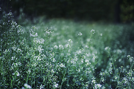 white petaled flower selective focus photo thumbnail