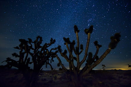 stars at night thumbnail
