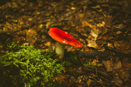 red mushroom on pavement thumbnail