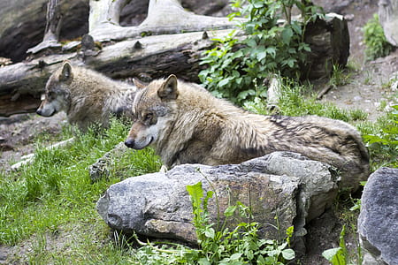 two gray wolves lying on green grass thumbnail