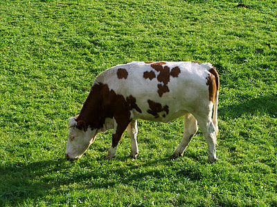White-Brown Cattle, Animal thumbnail